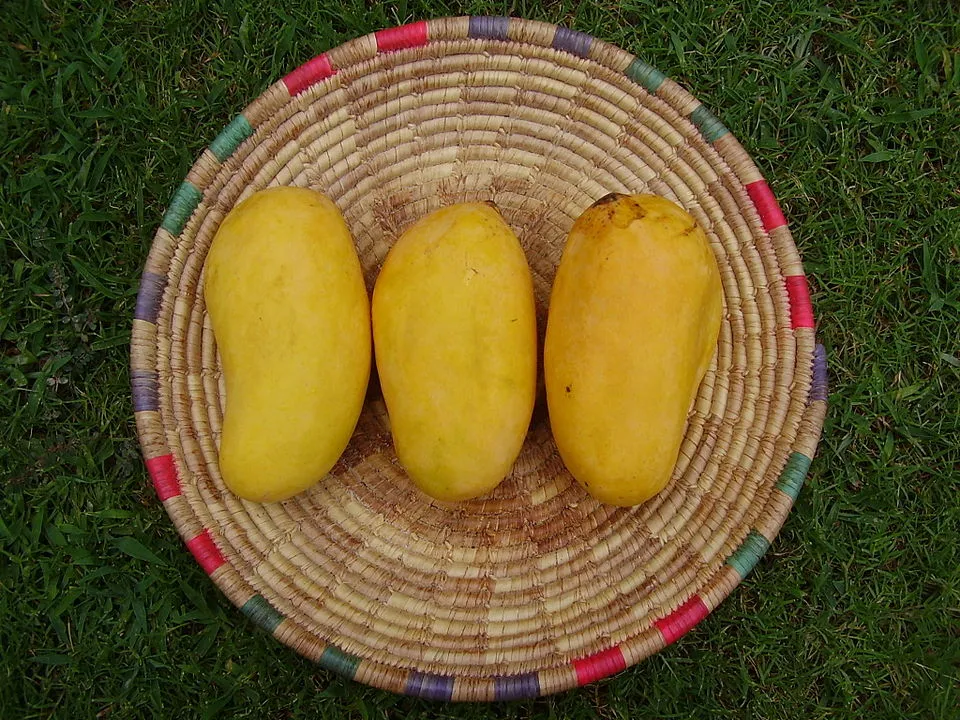 fun facts about mangoes