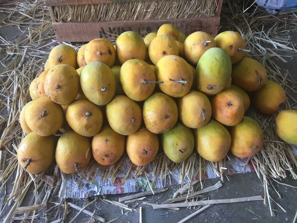 order mangoes online in Pune