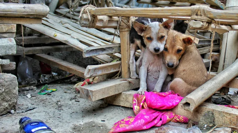 This app by a Mumbai resident helps rescue stray animals in real-time -  Local Samosa