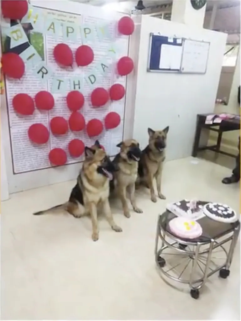 police dogs celebrate their first birthday