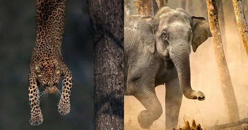 Indian Wildlife Photographers