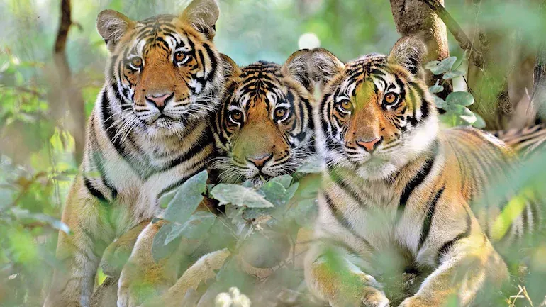 Tiger conservation in India! History, the current scenario, and the future!  - Local Samosa