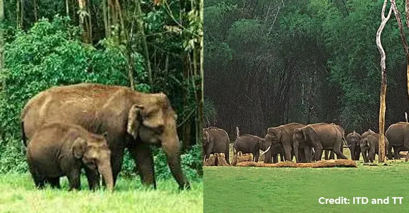 Meet one of the cutest animals, elephants in these elephant reserves in  India! - Local Samosa